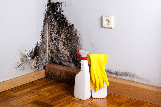 Best Mold Prevention Services  in Quincy, FL